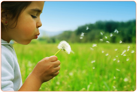 Dandilion