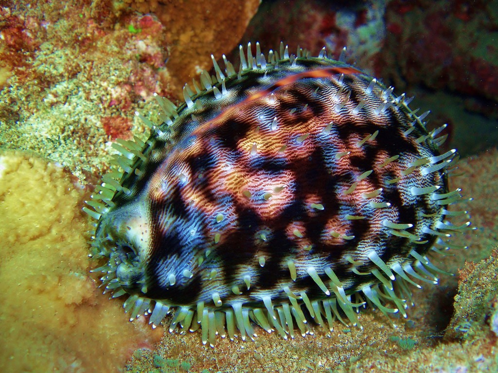 Tiger Cowry